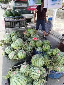 安海网红吃瓜事件视频,一场网络热议的幕后真相揭秘