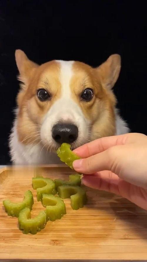 网红狗哥吃瓜是真的吗