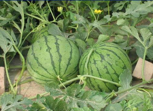 莱州网红事件吃瓜,揭秘网络舆论的风暴与真相